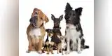 Mascotas: Escoge a tu perrito según tu signo zodiacal