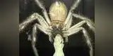 Insólito: araña gigante devoró a un lagarto y causa pánico (VIDEO)
