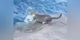 YouTube: gato entra al mar para atrapar su pez (VIDEO)