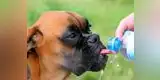 Conoce a tu mascota: golpe de calor en perros