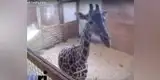 YouTube: conoce a la jirafa embarazada que  desata locura en redes sociales