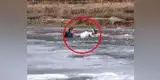 Perrito se hunde en lago congelado y su dueño hizo esto para salvarlo [VIDEO]