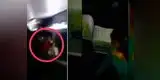 Semana Santa: rata y su cría desatan el caos en bus interprovincial [VIDEO]