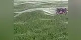 Youtube: campo de fútbol fue cubierto por monstruosa telaraña [VIDEO]