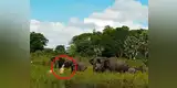 Cocodrilo sorprende a elefantes al tomar agua, y su reacción impacta en YouTube [VIDEO]