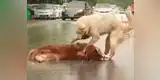 Youtube: perro conmueve al tratar de revivir a su compañero atropellado [VIDEO]