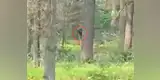 YouTube: misteriosa criatura aparece en parque y hace huir a visitantes [VIDEO]