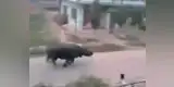 YouTube: Furioso rinoceronte caza a los humanos en una aldea [VIDEO]