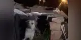 Niño fue abandonado en casa de un perro callejero en Huancayo [VIDEO]