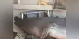 Tiburón de 3 metros invade el barco de un anciano que se encontraba pescando [VIDEO]