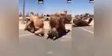YouTube: Camellos interrumpen el tránsito al aparearse en plena carretera [VIDEO]