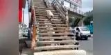 Perro da increíble lección a transeúntes que no utilizan el puente peatonal [VIDEO]