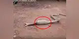 YouTube: serpiente impacta a todos al regurgitar lo menos pensado [VIDEO]