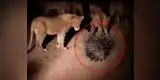 YouTube: Épica batalla entre un puercoespín y una manada de leones [VIDEO]