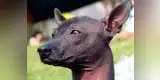 Conoce cinco mitos alrededor del perro peruano