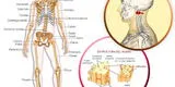 Sistemas del cuerpo humano: todo lo que debes saber sobre el sistema óseo [FOTO]
