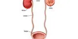 Cuerpo humano: conoce los cuidados del Sistema Urinario