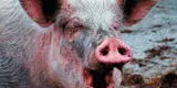 México: hombre en estado de ebriedad pelea con su cerdo y muere por las mordidas