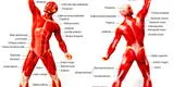 El cuerpo humano: conoce el sistema muscular
