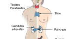 Sistema del cuerpo humano: Sistema Endocrino