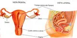 Sistema del cuerpo humano: Sistema Reproductor