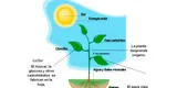 Los reinos de los seres vivos: Reino vegetal