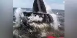 YouTube: daban un tranquilo paseo en bote y fueron sorprendidos por una ballena [VIDEO]
