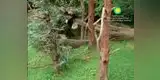 Panda quiso asombrar con increíble acrobacia y le sucede lo inesperado [VIDEO]
