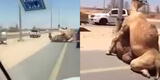 YouTube: camellos tienen sexo en carretera y no quieren que los interrumpan [VIDEO]