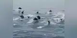 Facebook: marinos españoles quedaron anonadados con 'gesto de amistad' de manada de delfines [VIDEO]