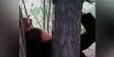 YouTube: hombre es crucificado en un árbol por negocio fallido [VIDEO] 