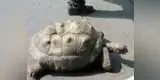 Tortuga gigante logra escapar de un zoológico japonés pero fracasa en su huida