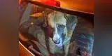 España: cazador encerró a nueve perros en su auto y murieron asfixiados [FOTO]