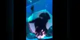 Japón: raya se comió a calamar gigante en acuario y causa pánico [VIDEO]
