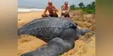 Twitter: Tortuga gigante aparece en una playa española [VIDEO] 
