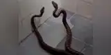 Youtube: Mujer encontró dos serpientes en su ducha y su reacción fue heroica [VIDEO]