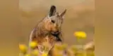Fauna peruana: Vizcacha de la sierra