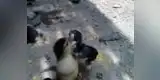 YouTube: Pollitos y patitos se enfrentan por este increíble motivo [VIDEO]