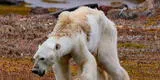Oso polar muere de hambre debido a los efectos del calentamiento global [VIDEO]