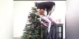 YouTube: perro ayuda a su dueña a decorar el árbol navideño