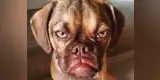 Mascotas: ¿Tu perro es gruñón? Quítale el mal humor