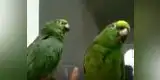 YouTube: Loros sorprenden cantando música cristiana [VIDEO]