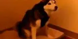 Video de perrito estornudando tiene final sorprendente [VIDEO]