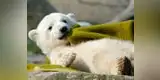 YouTube: Oso travieso sorprende a oficiales [VIDEO]