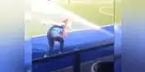 Twitter: Aficionada tiene inesperado final por saltar a un campo de juego [VIDEO]   