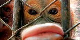 YouTube: Orangután corresponde romántico beso de hombre [VIDEO]