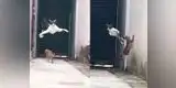 Facebook: Gato realiza el 'ultra instinto' para evitar ser atrapado [VIDEO]