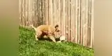 Facebook: perro recibe visita inesperada y su reacción causa revuelo en redes [VIDEO]