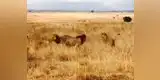 YouTube: capturan la feroz pelea entre leones por su territorio [VIDEO]