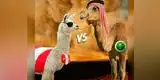 Facebook: Los hilarantes memes de la victoria de Perú sobre Arabia Saudita [FOTOS]
